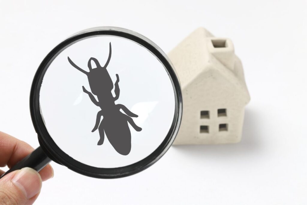 Bug Bomb Garage While Home Safely – All You Need To Know
