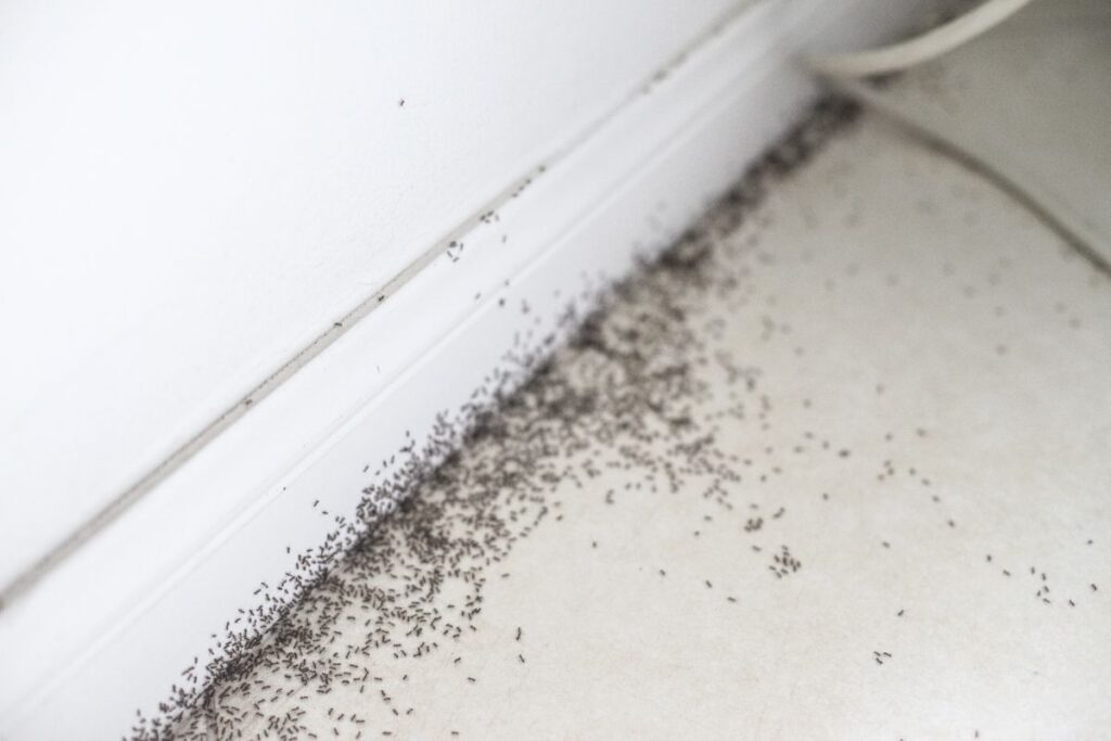 Terro Ant Bait Not Working – 4 Possible Causes And Fixes