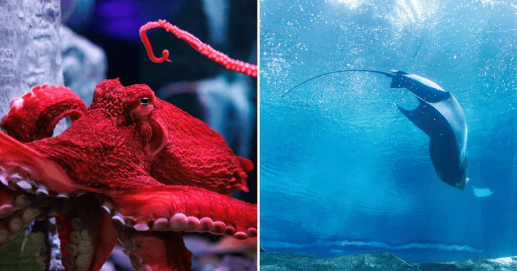 10 Awe-Inspiring Aquariums Across America That Will Make You Fall in Love With the Ocean