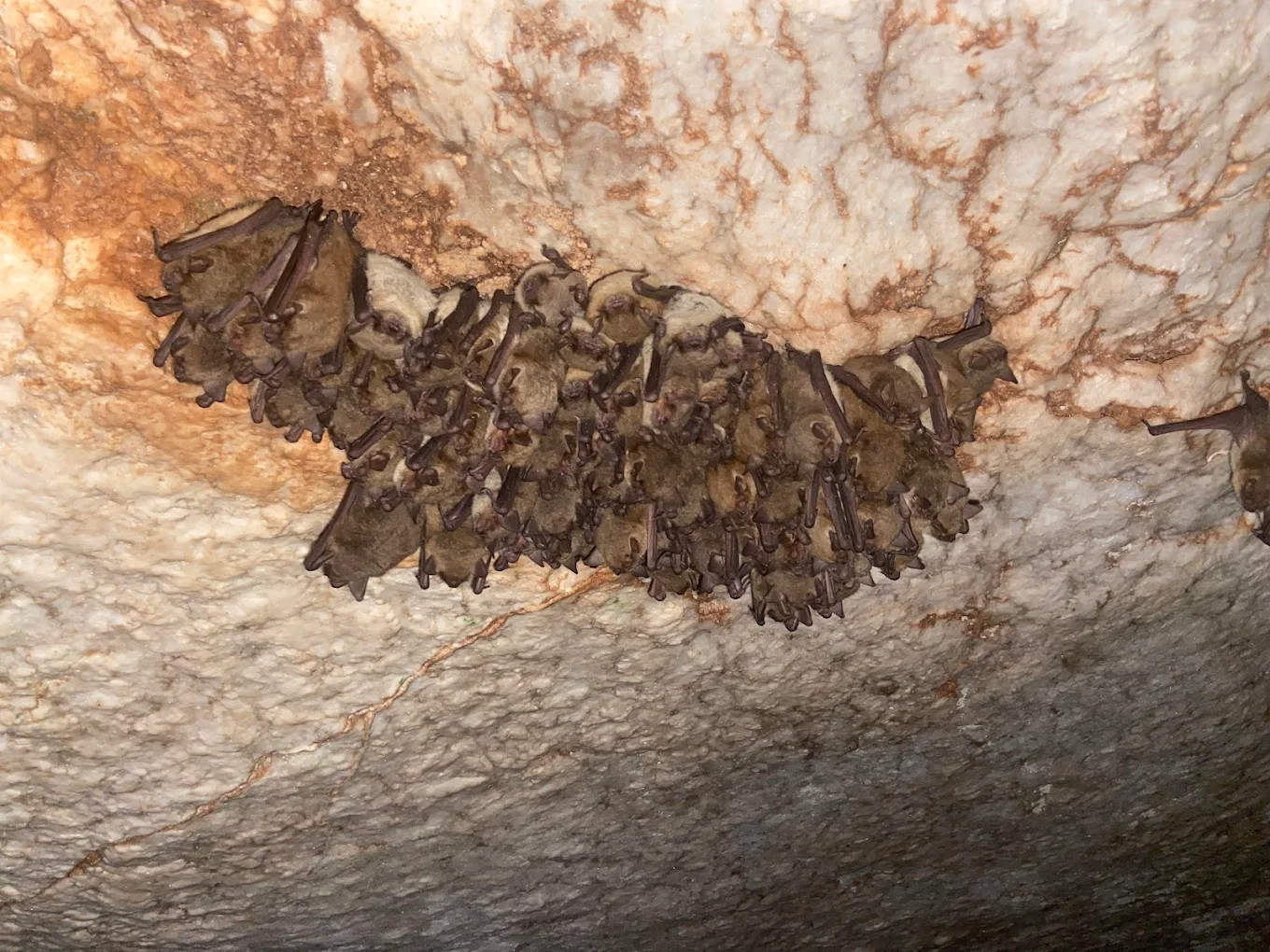 Alabaster Caverns State Park8
