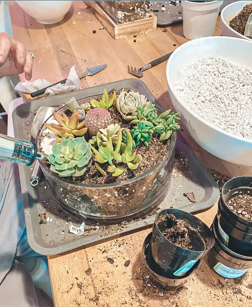 succulent-shop8