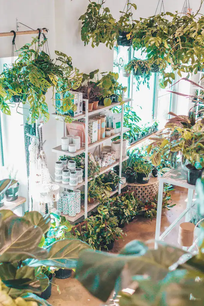 succulent-shop11