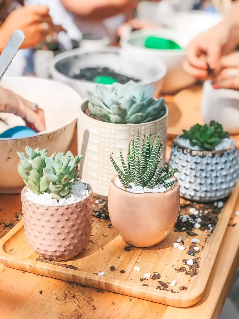 succulent-shop5